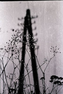 Vintage black-and-white photo of a tall, slender **electric pole** casting a sharp shadow over dried wildflowers and grasses....