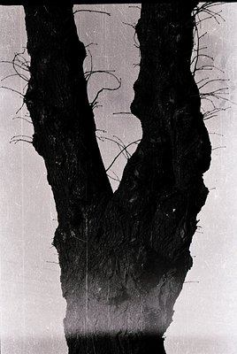 Close-up of a split tree trunk with intertwined branches, captured in high-contrast black-and-white. The V-shaped split revea...