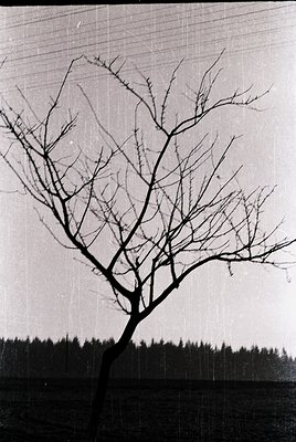 Leafless deciduous tree silhouette against a dense evergreen forest backdrop, captured in monochrome. The stark contrast high...
