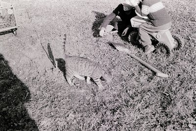 Mid-20th century black-and-white photo of a child in striped long-sleeve shirt and shorts playing with a cat on grassy lawn. ...