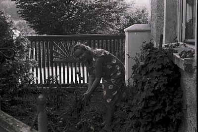 Black-and-white photograph of a woman tending to overgrown shrubs beside a white picket fence. She wears a floral-patterned d...