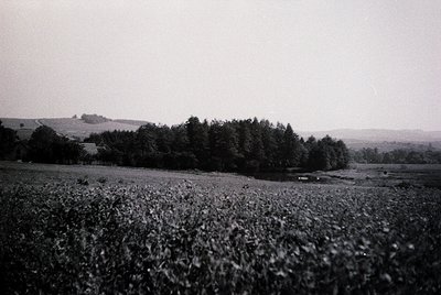 Black-and-white rural landscape featuring dense cotton fields under overcast skies. Distant treeline and low-lying hills fram...