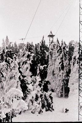 Snow-laden evergreens dominate this black-and-white alpine forest scene, with a wooden observation tower in the background. H...