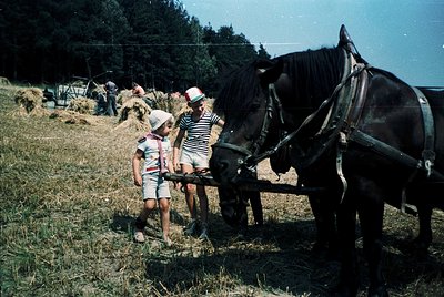 Three children in summer attire (1960s-70s) interact with a harnessed horse in a rural hayfield. Hay bales and a vintage truc...