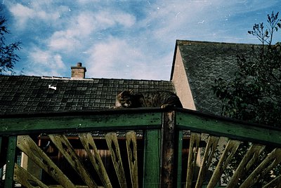 A black cat perches on a weathered wooden fence, gazing upward toward a rustic, tiled roof with a chimney. The scene captures...