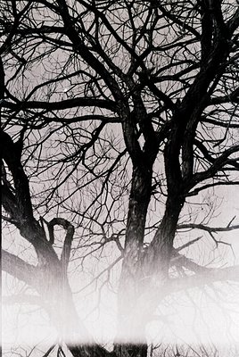 Black-and-white close-up of bare tree branches forming intricate geometric patterns against a misty, diffused sky. Dramatic c...
