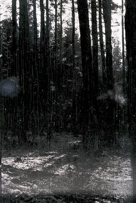 Dense forest canopy with vertical pine trees and dappled sunlight filtering through. Monochromatic vintage aesthetic suggests...