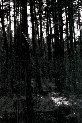 Dense forest canopy with vertical pine trees and dappled sunlight filtering through. A faint, blurred human figure stands nea...
