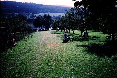Rural orchard scene with two individuals operating lawnmowers on a sunlit grass path. Rows of mature trees line both sides, l...