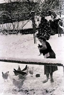 Mid-20th century rural scene: Woman in plaid skirt and sweater feeds chickens in snow-covered yard. Wooden fence and evergree...