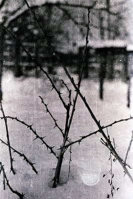 Barbed wire fence with sparse, leafless branches in foreground. Blurred industrial or agricultural background suggests mid-20...