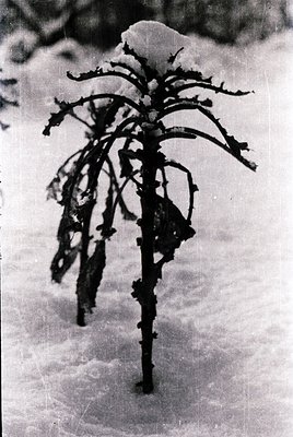 Leafless tree branch against snowy ground, likely winter. Stark silhouette captures bare branches with snow clinging to edges...