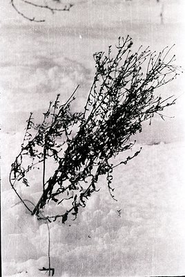 Vintage botanical specimen pressed on aged paper, likely from a 19th-century herbarium. Branched twigs with sparse, needle-li...