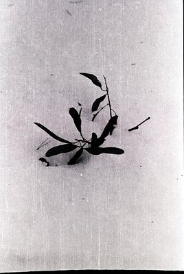 Shadow cast of a small plant with elongated leaves on light-colored paper, likely cardboard. The leaves appear delicate, with...