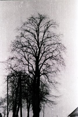 Vintage black-and-white photograph of a lone, leafless tree silhouetted against a cloudy sky, likely winter or early spring. ...
