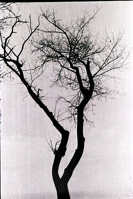 Silhouette of a leafless tree against a light, textured background—likely a wall or fabric. Branches twist dramatically, crea...