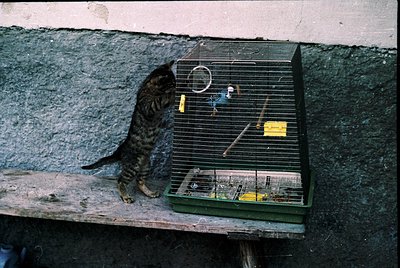 Vintage photo of a tabby cat perched on a weathered wooden ledge, eyeing an open birdcage with a yellowed sign. Cage contains...
