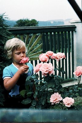 Blonde-haired child in a light blue collared shirt sniffs pink roses in a lush garden. Wooden fence and greenery frame the sc...