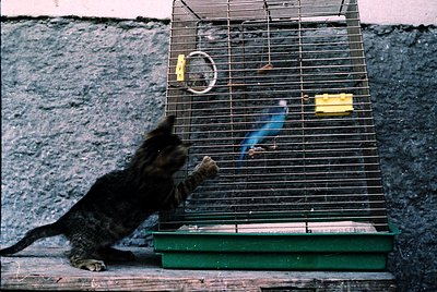 Black cat extends paw toward a wire cage containing a blue parrot, perched on a green base. Rustic concrete wall and yellowed...