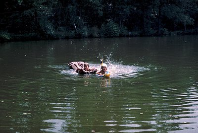 Two individuals in life jackets interact playfully with a large brown bear in a body of water, surrounded by dense foliage. T...