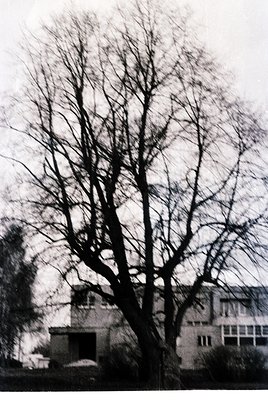 Mid-century Brutalist-style building partially obscured by leafless trees, suggesting winter or early spring. Raw concrete fa...