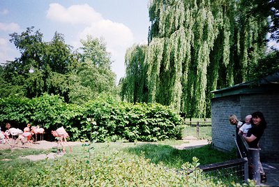 Lush garden courtyard with weeping willow trees framing a brick structure. Pink plastic chairs and tables arranged for outdoo...