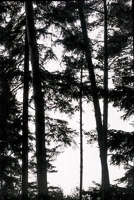 Tall, dense coniferous forest canopy in high-contrast black-and-white, emphasizing vertical lines and dappled light. Likely a...