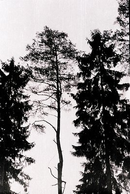 High-contrast black-and-white forest scene featuring tall, dense evergreens with upward-reaching branches. Monochromatic text...