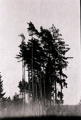 Tall, dense coniferous forest in monochrome, likely captured with early 20th-century film. Vertical pine trees dominate the f...