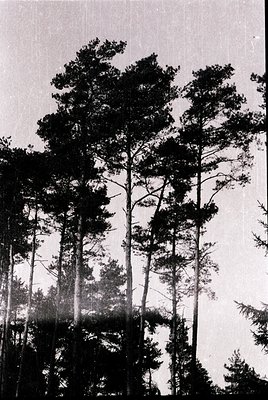 Dense coniferous forest with tall, slender pine trees under diffused light, likely midday sun filtering through canopy. Monoc...