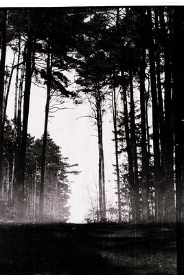 Monochrome forest scene with tall, slender coniferous trees framing a misty, sunlit clearing. Dramatic light contrast enhance...