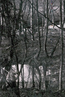 Winter forest scene with bare trees and snow-covered ground, captured in monochrome. Reflections create a mirrored effect on ...
