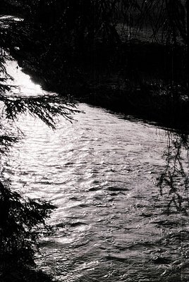 High-contrast monochrome shot of a cascading waterfall framed by bare tree branches, creating a striking silhouette effect. T...