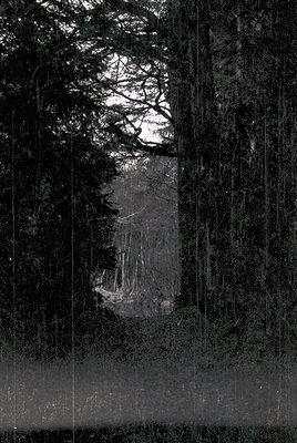 Vintage black-and-white photograph of a lone sailboat framed by dense forest trees, evoking a sense of isolation. The boat ap...