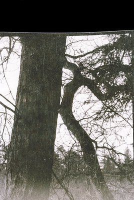 Vintage black-and-white photo of leafless trees in winter, captured through a window frame. The stark branches create geometr...