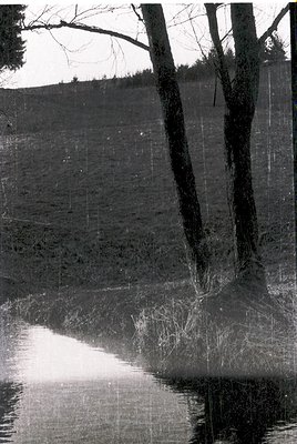 Vintage black-and-white reflection shot of trees and grassland in a shallow pond, creating a mirrored landscape. Distinctive ...