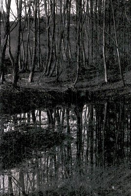 Symmetrical forest reflection in still water, likely autumn/winter. Bare trees frame a calm pond, creating a mirror-like surf...