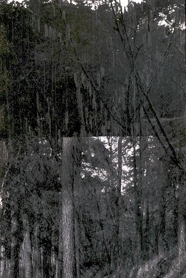 Vintage black-and-white aerial view of dense forest canopy with vertical tree trunks and scattered sunlight gaps. Likely mid-...