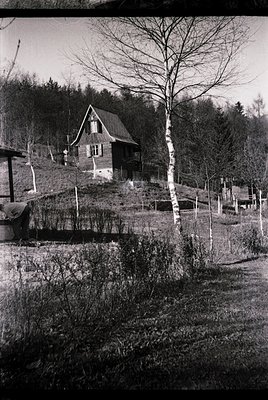 A rustic, two-story wooden cabin perched on a sloped, forested hillside, surrounded by overgrown vegetation and birch trees. ...