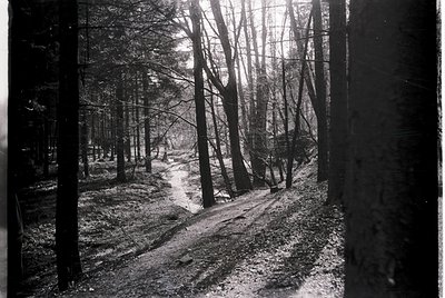 Vintage black-and-white forest path flanked by tall, bare trees, suggesting late autumn/winter. Sunlight filters through bran...