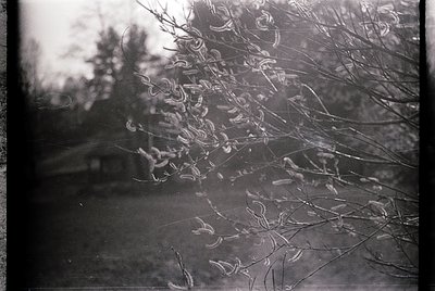 Vintage black-and-white photo of winter landscape featuring bare branches with frost-covered twigs. Distorted glass effect su...