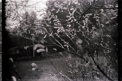 Vintage black-and-white shot of a leashed dog walking through a leafless garden path, framed by bare branches. Mid-20th centu...