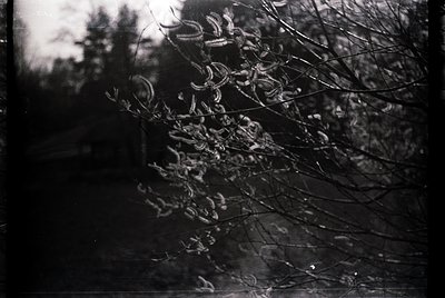 Vintage black-and-white photo of a barbed-wire fence with skeletal tree branches behind, evoking early 20th-century rural iso...