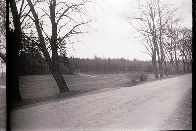 Black-and-white landscape featuring a winding gravel path flanked by leafless trees, leading into a dense forest. Overcast sk...