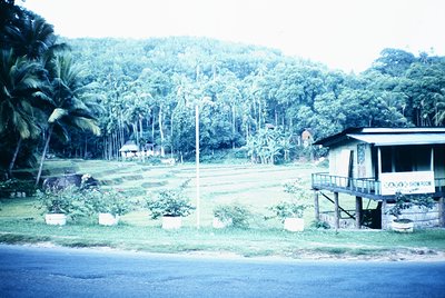 Stylized tropical village scene with elevated wooden house on stilts, surrounded by lush greenery and palm trees. Likely Sout...