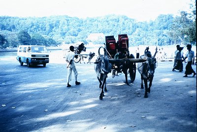 Vintage street scene featuring two oxen pulling a cart loaded with red barrels, likely for milk or dairy. A man in traditiona...