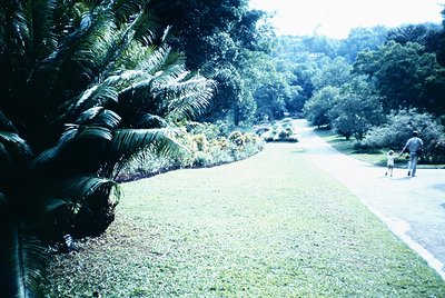 A serene park pathway lined with lush greenery, including palm trees and manicured shrubs, leading to a distant figure walkin...