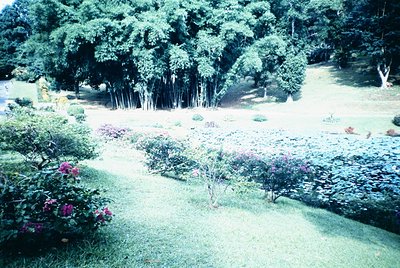 Vintage garden scene featuring manicured lawns, flowering shrubs, and tall bamboo clumps. Stone pathway meanders through land...