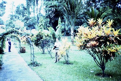 Vintage botanical garden pathway lined with arched trellises and lush tropical plants. A seated figure in mid-20th century at...
