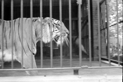 Tiger behind vertical metal bars in an indoor enclosure, likely a zoo or circus. Blurred motion suggests movement or camera s...
